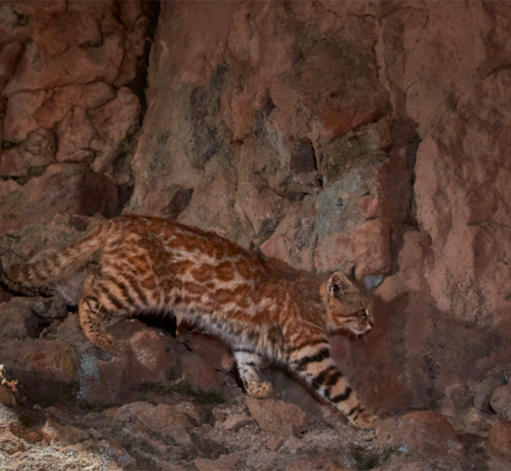 Vuelven a registrarse felinos emblemáticos en la Reserva Natural Villavicencio: uno de ellos no se veía desde hace cinco años