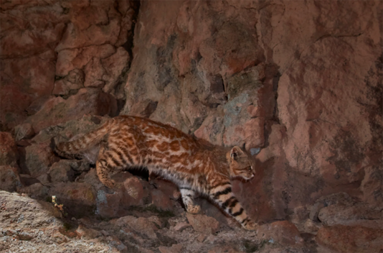 Vuelven a registrarse felinos emblemáticos en la Reserva Natural Villavicencio: uno de ellos no se veía desde hace cinco años