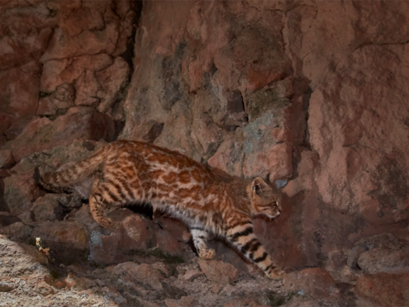 Vuelven a registrarse felinos emblemáticos en la Reserva Natural Villavicencio: uno de ellos no se veía desde hace cinco años