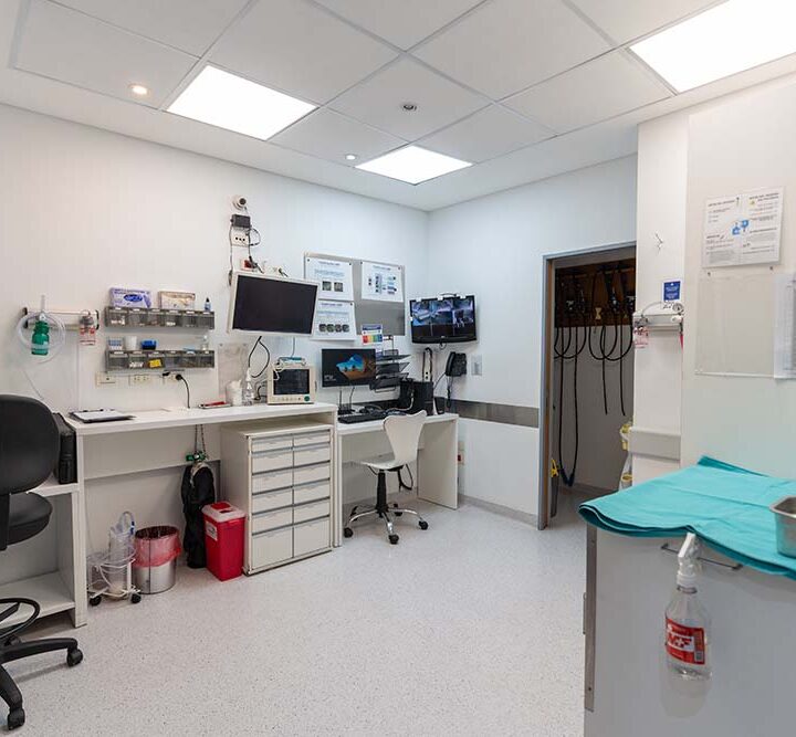 Día del Endoscopista: prevención, tecnología y formación para cuidar la salud digestiva