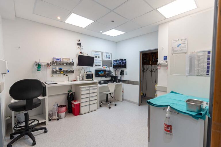 Día del Endoscopista: prevención, tecnología y formación para cuidar la salud digestiva