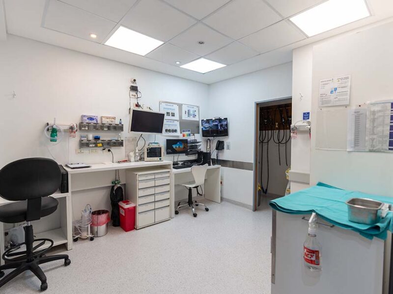 Día del Endoscopista: prevención, tecnología y formación para cuidar la salud digestiva