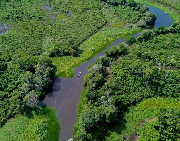 DNEWS presenta un especial exclusivo desde el Pantanal de Mato Grosso, el santuario del jaguar en Sudamérica