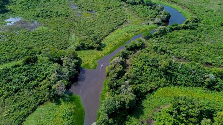 DNEWS presenta un especial exclusivo desde el Pantanal de Mato Grosso, el santuario del jaguar en Sudamérica
