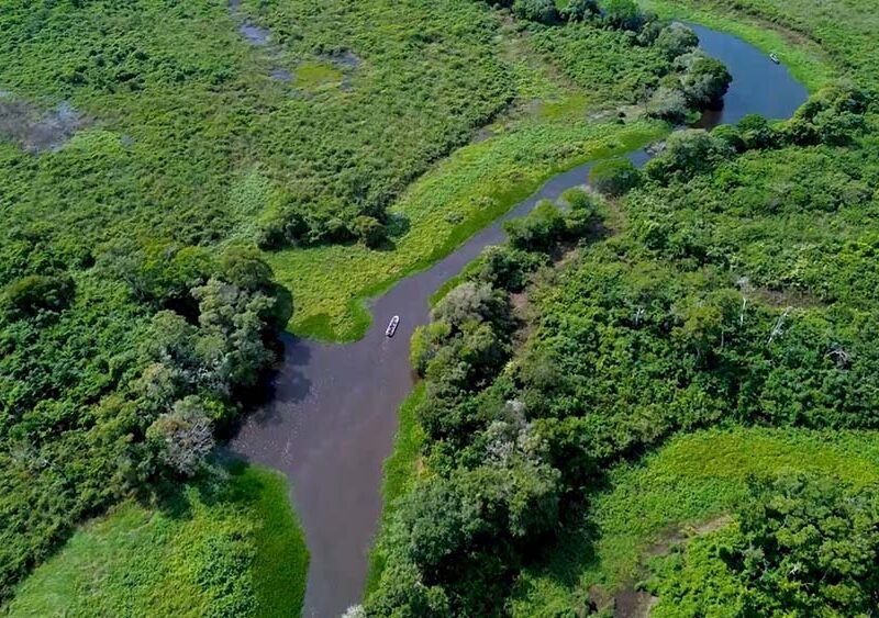 DNEWS presenta un especial exclusivo desde el Pantanal de Mato Grosso, el santuario del jaguar en Sudamérica
