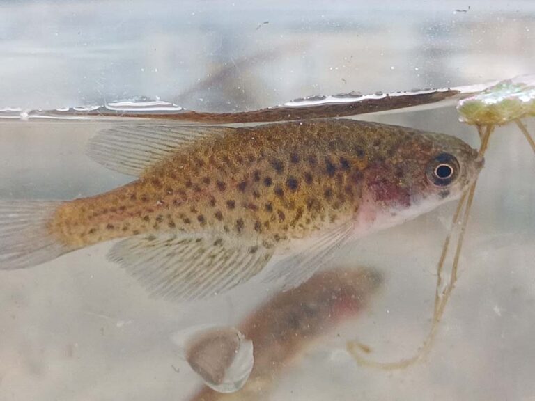 Vuelven los peces de lluvia: 70 años después reaparecen en la Ciudad