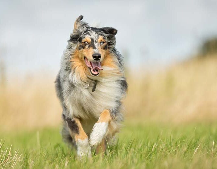 El desafío pendiente de la prevención de pulgas y garrapatas en perros