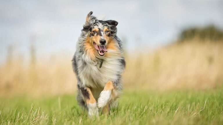 El desafío pendiente de la prevención de pulgas y garrapatas en perros