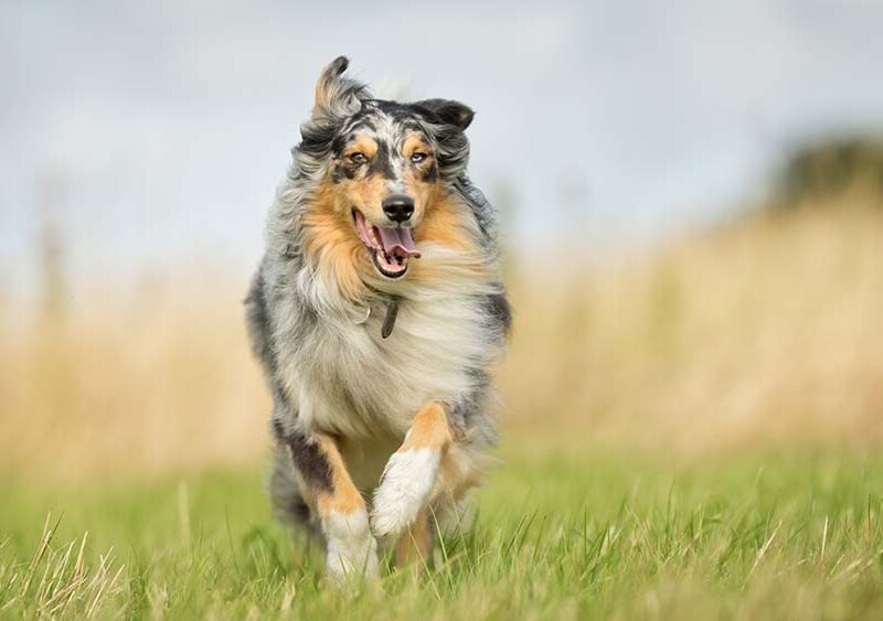 El desafío pendiente de la prevención de pulgas y garrapatas en perros