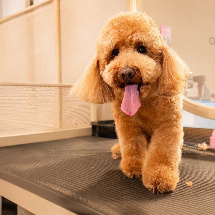 El secreto detrás de un pelaje sano: guía para el cuidado e higiene canina