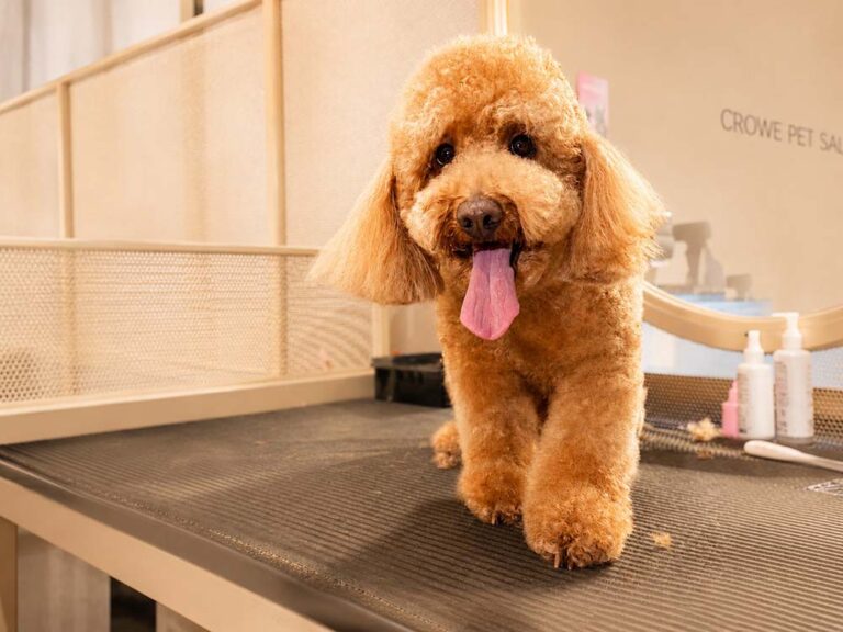 El secreto detrás de un pelaje sano: guía para el cuidado e higiene canina