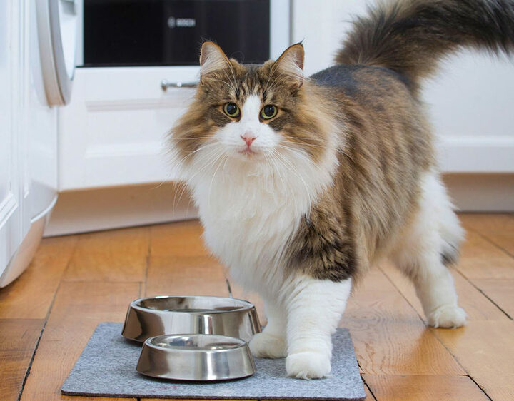 El impacto de la nutrición en el abordaje integral de la salud urinaria de gatos y perros