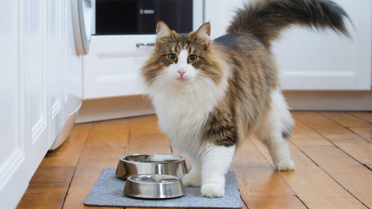El impacto de la nutrición en el abordaje integral de la salud urinaria de gatos y perros