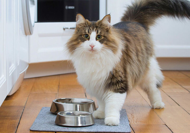 El impacto de la nutrición en el abordaje integral de la salud urinaria de gatos y perros
