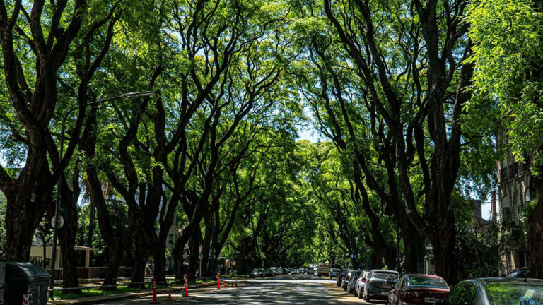 Semana del Árbol: la Ciudad organiza plantaciones y actividades educativas