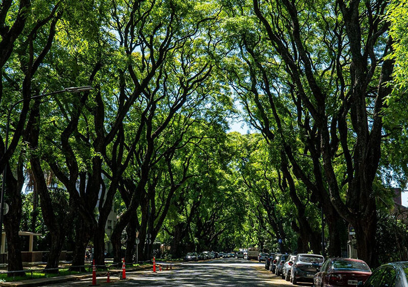 Semana del Árbol: la Ciudad organiza plantaciones y actividades educativas