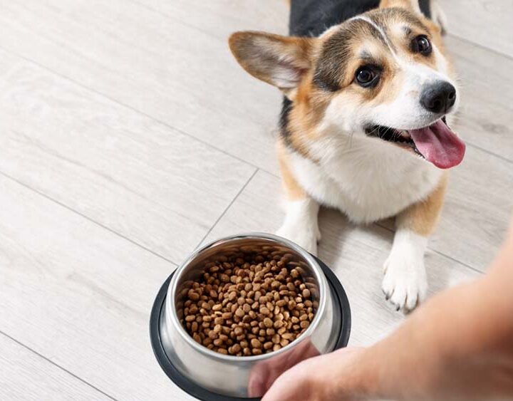 Semana del Perro: CAENA impulsa una campaña para concientizar sobre las necesidades nutricionales de las mascotas