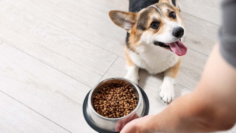 Semana del Perro: CAENA impulsa una campaña para concientizar sobre las necesidades nutricionales de las mascotas