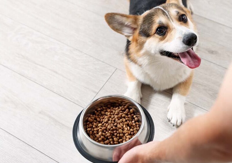 Semana del Perro: CAENA impulsa una campaña para concientizar sobre las necesidades nutricionales de las mascotas