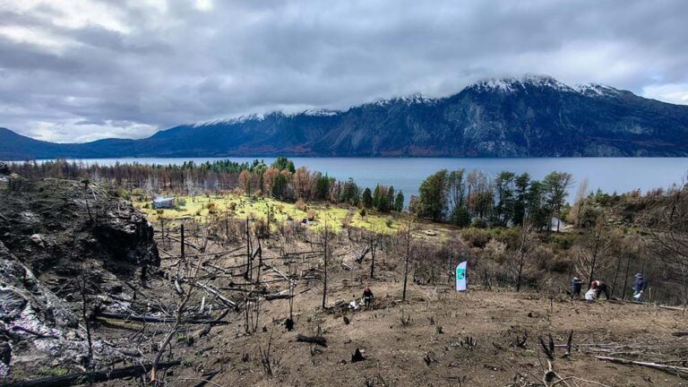 Más de 32 mil árboles nativos ya fueron plantados para recuperar bosques nativos afectados por incendios en Chubut