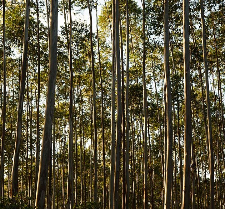 Producir sin talar el futuro: cómo piensa el ambiente la industria forestal en Argentina