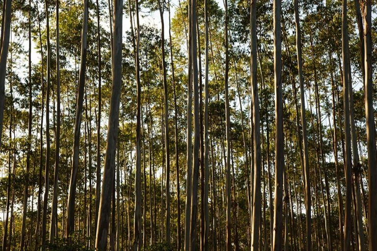 Producir sin talar el futuro: cómo piensa el ambiente la industria forestal en Argentina