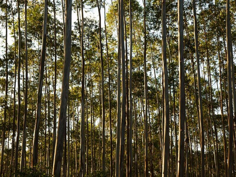 Producir sin talar el futuro: cómo piensa el ambiente la industria forestal en Argentina