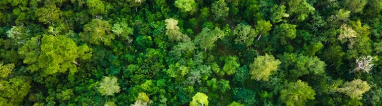 La naturaleza de los negocios: ¿Pueden los ecosistemas convertirse en una nueva clase de valor financiero?