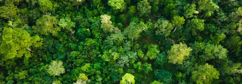 La naturaleza de los negocios: ¿Pueden los ecosistemas convertirse en una nueva clase de valor financiero?
