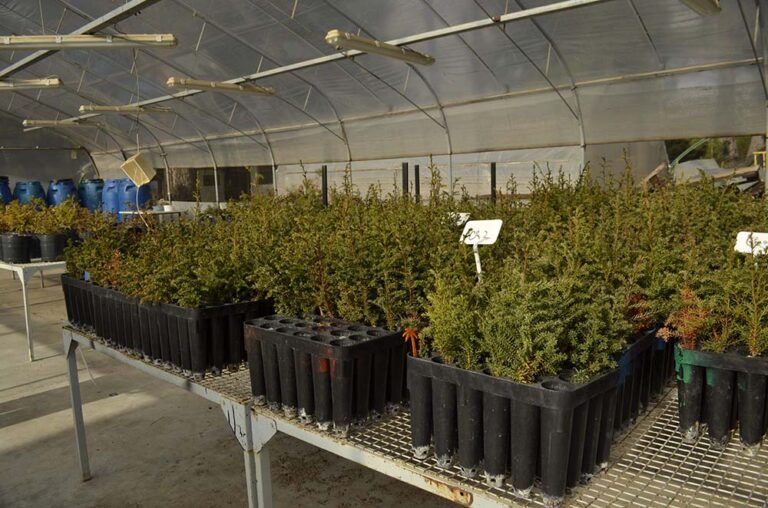Más de 100.000 árboles nativos serán plantados en áreas afectadas por incendios en Chubut