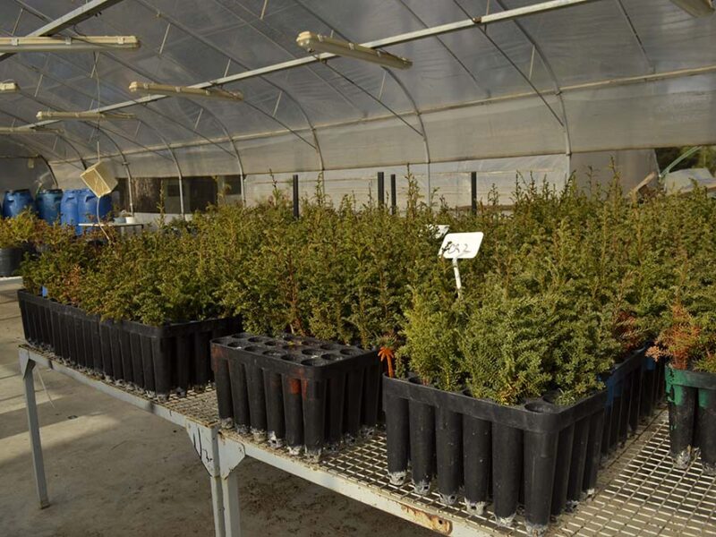 Más de 100.000 árboles nativos serán plantados en áreas afectadas por incendios en Chubut