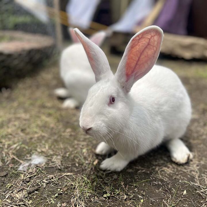 Se presenta proyecto de ley para prohibir las pruebas en animales con fines cosméticos en la Argentina