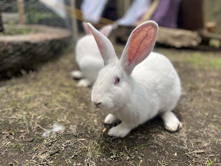 Se presenta proyecto de ley para prohibir las pruebas en animales con fines cosméticos en la Argentina