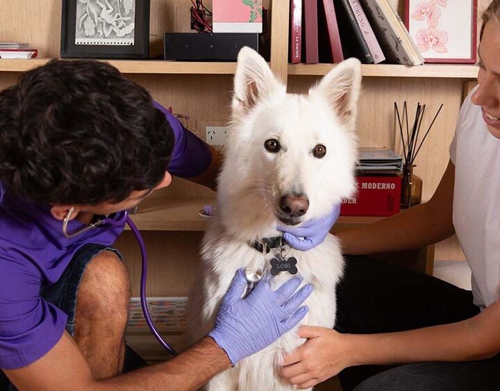Cuáles son los principales motivos de consulta veterinaria y los errores más comunes de las personas con sus mascotas