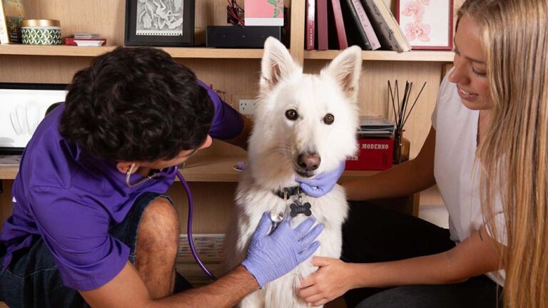 Cuáles son los principales motivos de consulta veterinaria y los errores más comunes de las personas con sus mascotas
