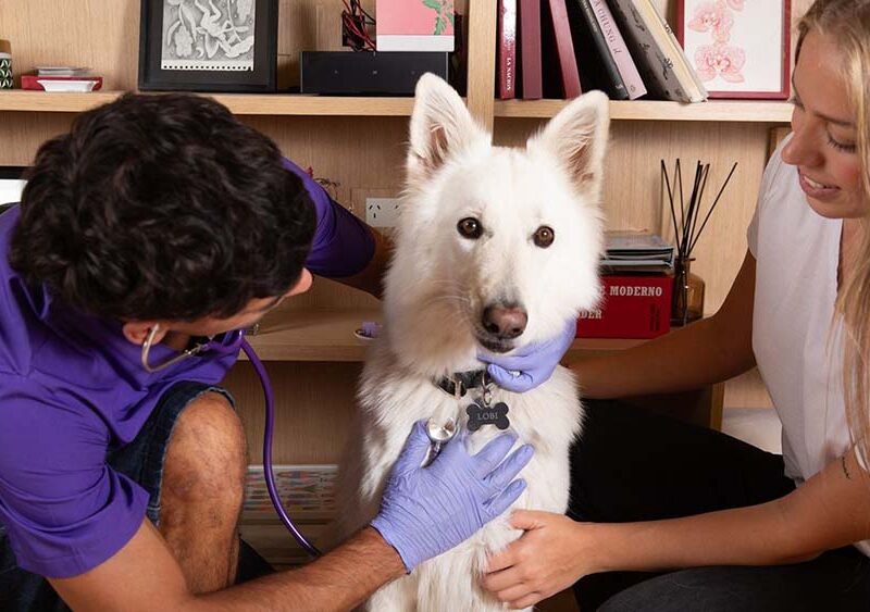 Cuáles son los principales motivos de consulta veterinaria y los errores más comunes de las personas con sus mascotas