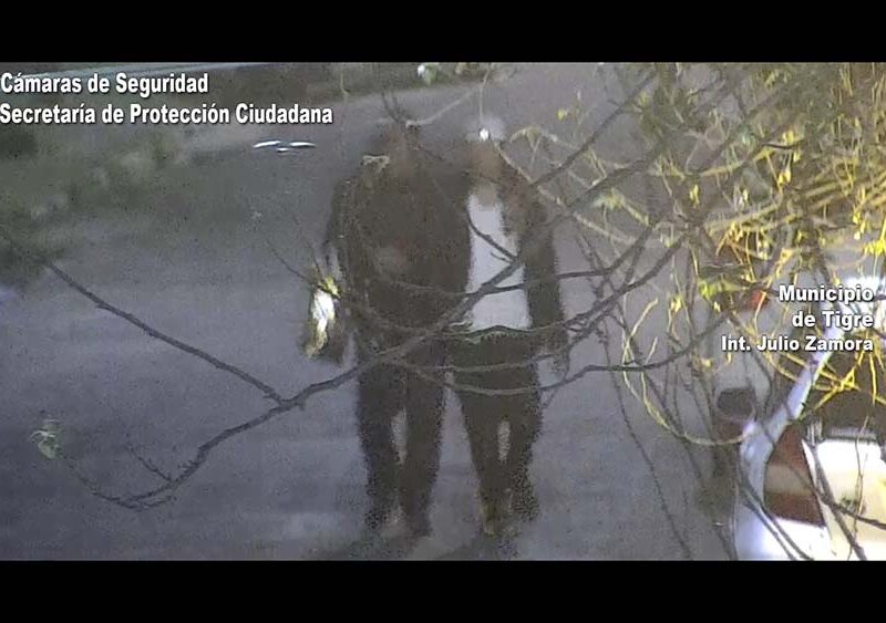 Delincuentes ingresaron a hurtar a un domicilio y fueron detenidos por el COT