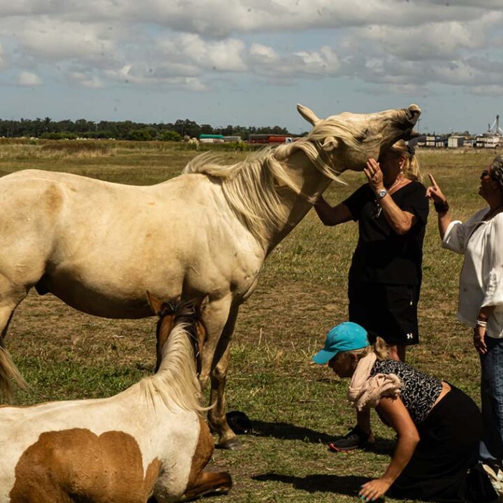 Caballos Maestros: un encuentro para volver a vos en el Mes de la Madre