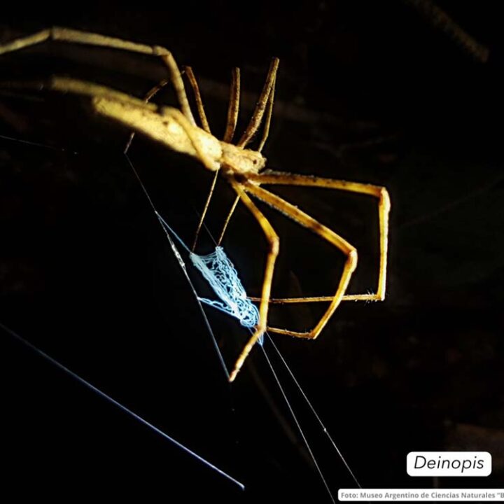 Cuatro especies de arañas suman sus primeros registros científicos formales para Argentina