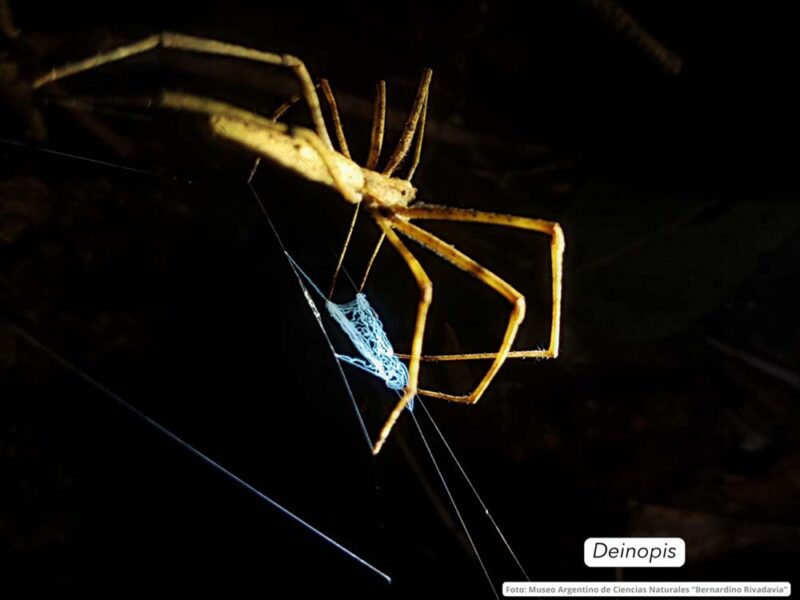 Cuatro especies de arañas suman sus primeros registros científicos formales para Argentina