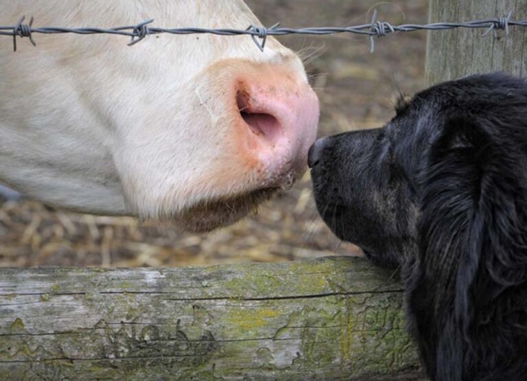 DÍA MUNDIAL DE LOS ANIMALES: Un día para todos, no solo para los que elegimos querer