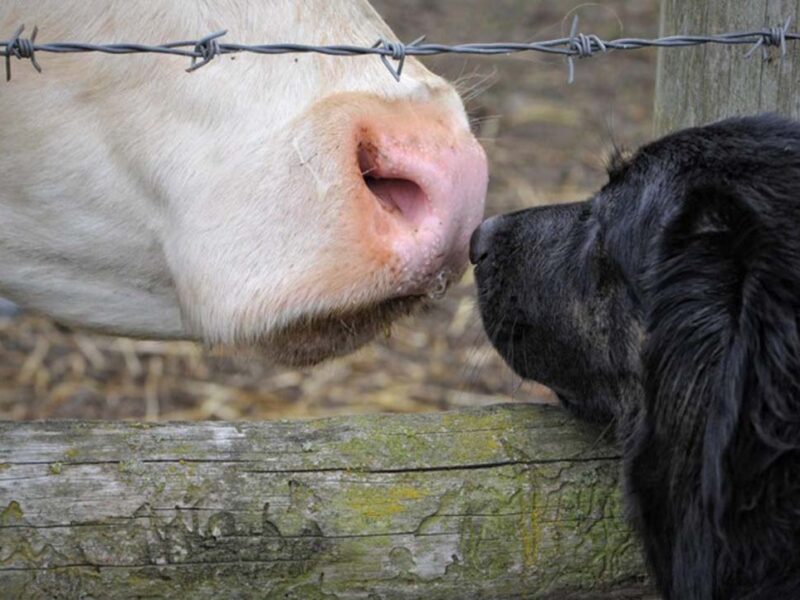 DÍA MUNDIAL DE LOS ANIMALES: Un día para todos, no solo para los que elegimos querer