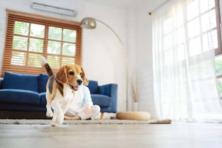 Día Mundial de los Animales: casi 9 de cada 10 encuestados en el AMBA conviven con una mascota, y su bienestar ya es la segunda preocupación al salir de casa