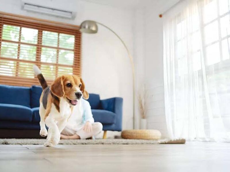Día Mundial de los Animales: casi 9 de cada 10 encuestados en el AMBA conviven con una mascota, y su bienestar ya es la segunda preocupación al salir de casa
