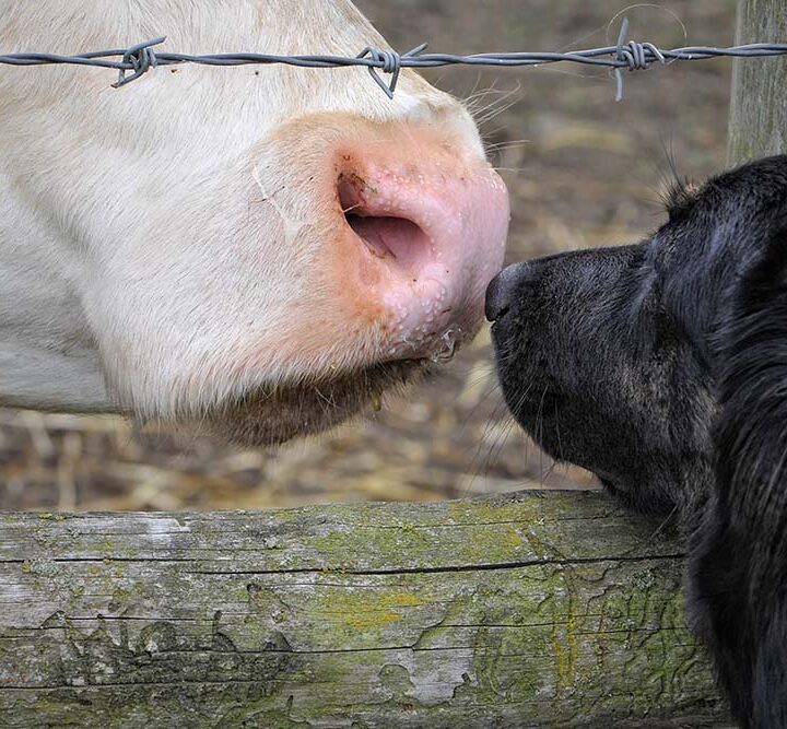1 de noviembre: la historia detrás del Día Mundial del Veganismo