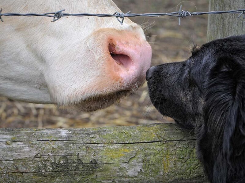 1 de noviembre: la historia detrás del Día Mundial del Veganismo