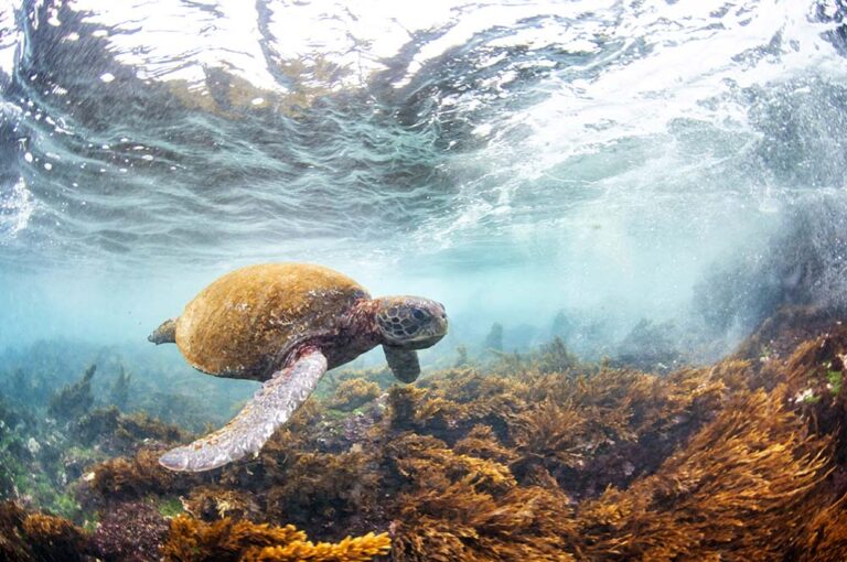 Informe Planeta Vivo de WWF: Ante un descenso promedio del 73% en el tamaño de las poblaciones de fauna silvestre, los científicos revelan motivos para la esperanza