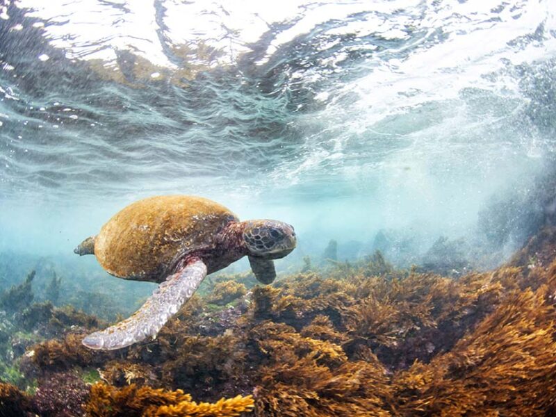 Informe Planeta Vivo de WWF: Ante un descenso promedio del 73% en el tamaño de las poblaciones de fauna silvestre, los científicos revelan motivos para la esperanza