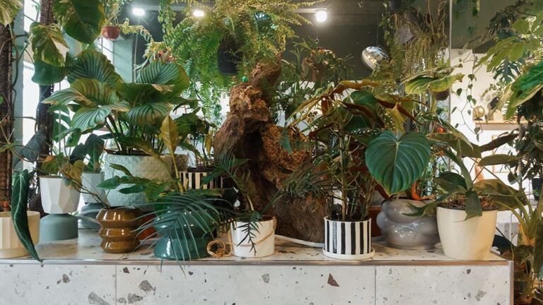Las plantas se despiertan en primavera: 5 cuidados que conviene ajustar para que crezcan sanas