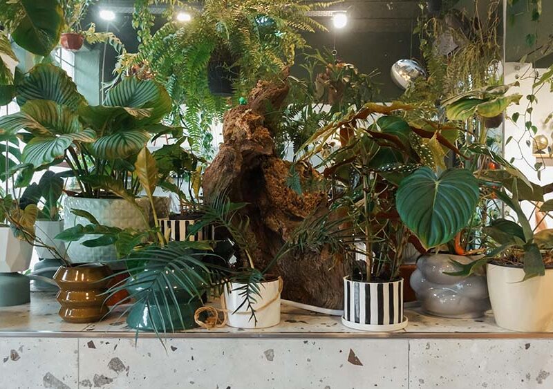 Las plantas se despiertan en primavera: 5 cuidados que conviene ajustar para que crezcan sanas
